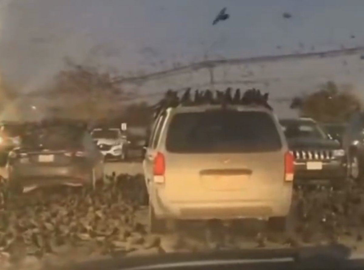 Tétrico Presagio en Israel